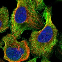 TTLL5 Antibody, Novus Biologicals:Antibodies:Primary Antibodies